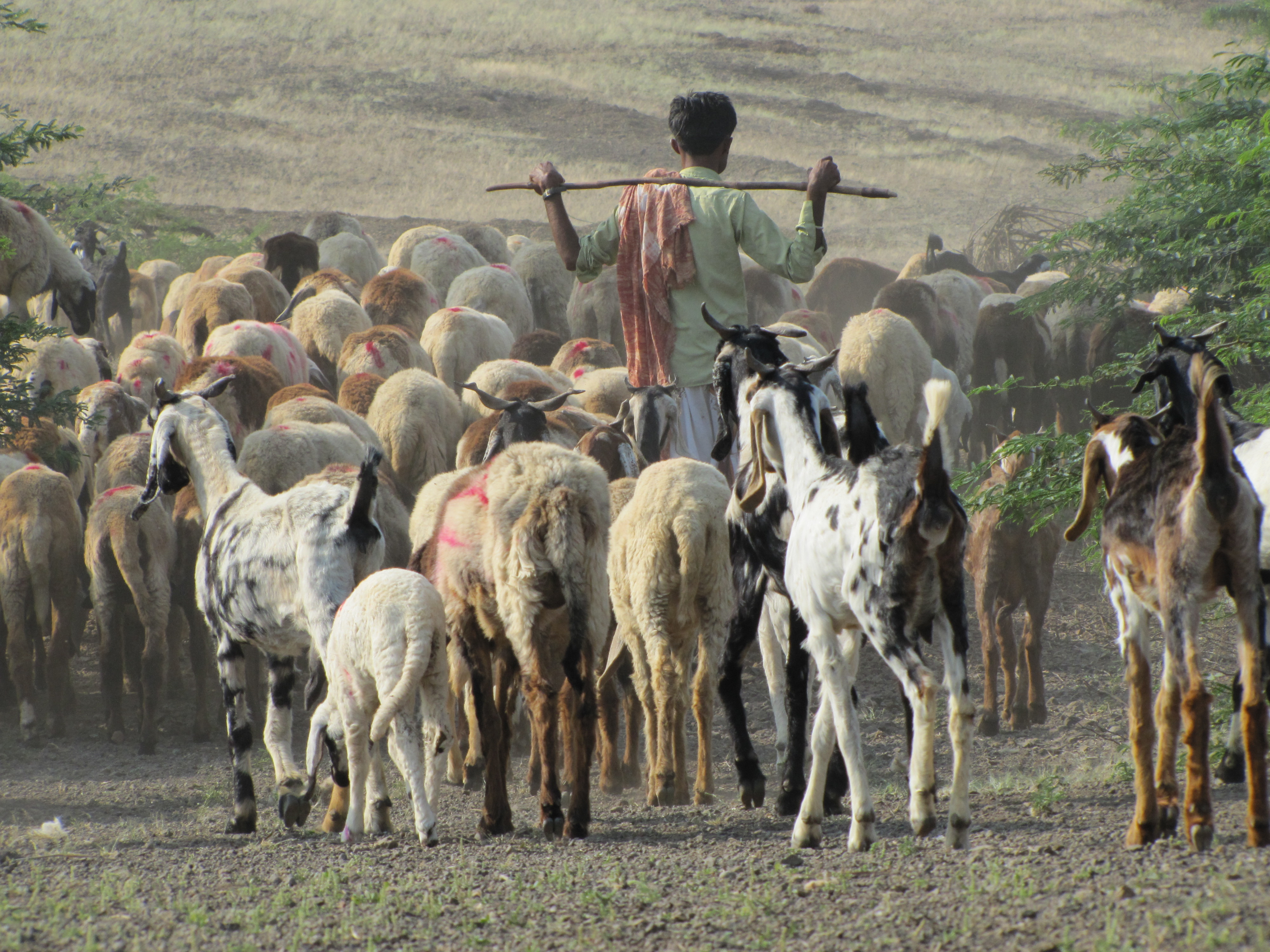 What Is Meant By Nomadic Pastoral